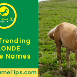 BLONDE-horse-names-featured