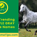 DAPPLE-GRAY-horse-names-featured