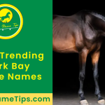 dark-bay-horse-names-featured