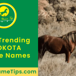 Nokota horse standing in dead bushes