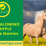 palomino-dapple-horse-names-featured