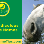 ridiculous-horse-names-featured