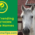 southern-horse-names-featured